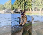 Small Photo #1 German Shepherd Dog Puppy For Sale in LAKE TAPPS, WA, USA