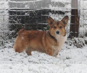 Father of the Pembroke Welsh Corgi puppies born on 02/28/2026
