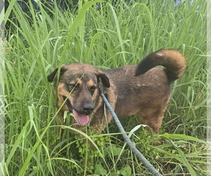 German Shepherd Dog-Unknown Mix Dogs for adoption in Jackson, MS, USA