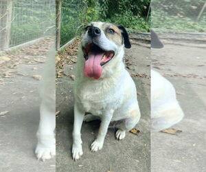 Australian Shepherd-Unknown Mix Dogs for adoption in Munford, TN, USA