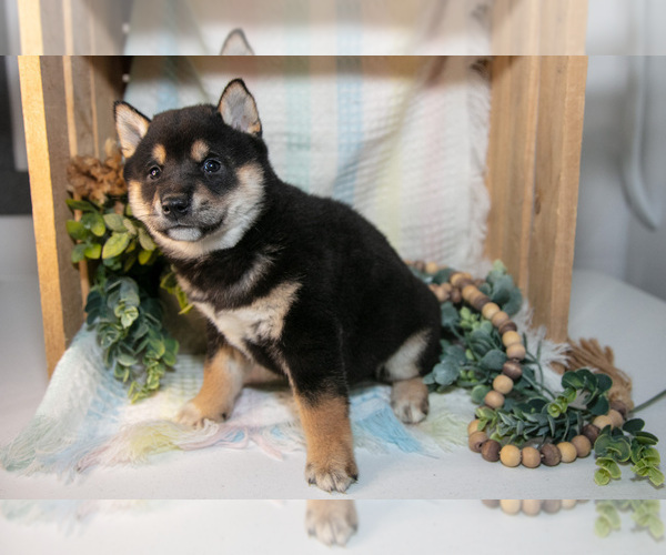 Medium Photo #4 Shiba Inu Puppy For Sale in TOPEKA, IN, USA