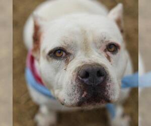 American Bulldog-Unknown Mix Dogs for adoption in San Antonio, TX, USA