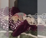Small Photo #1 Maltipoo (Miniature) Puppy For Sale in SEASIDE, CA, USA