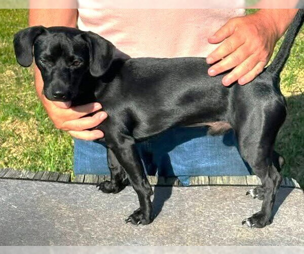 Medium Photo #8 Chiweenie Puppy For Sale in Boonton, NJ, USA