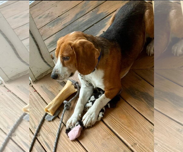 Medium Photo #3 Beagle Puppy For Sale in Alexander, AR, USA