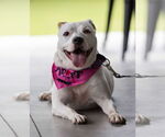 Small #2 American Pit Bull Terrier Mix
