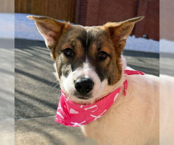 Medium Photo #12 Australian Shepherd-Unknown Mix Puppy For Sale in Arlington, VA, USA