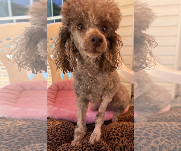 Medium Photo #2 Poodle (Miniature) Puppy For Sale in Pacolet, SC, USA
