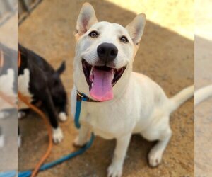 German Shepherd Dog-Siberian Husky Mix Dogs for adoption in Long Beach, CA, USA