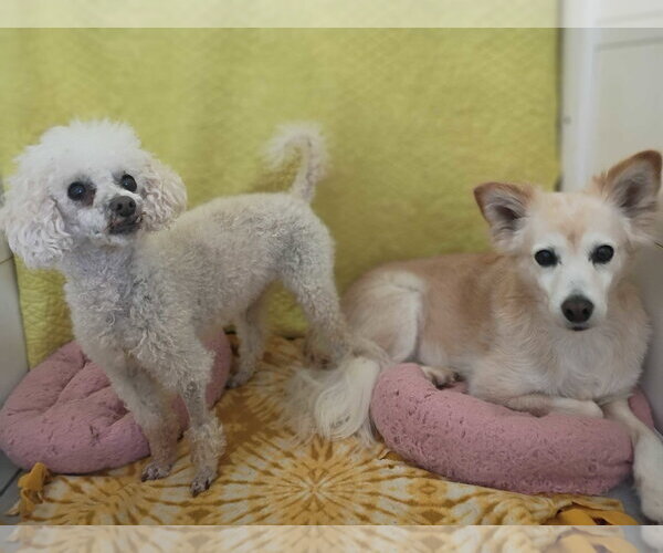 Medium Photo #4 Poodle (Miniature) Puppy For Sale in Pacolet, SC, USA