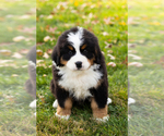 Small #2 Bernese Mountain Dog