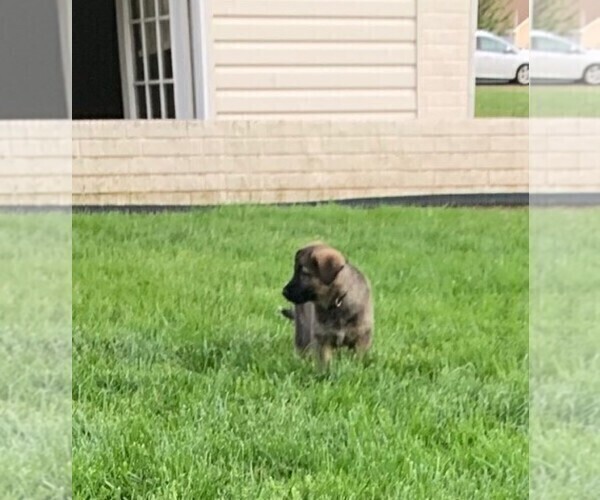 Medium Photo #4 German Shepherd Dog Puppy For Sale in FALMOUTH, VA, USA