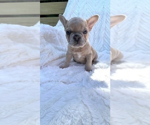 French Bulldog Puppy for sale in FLORENCE, KY, USA