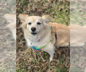 Sadie May 26 - Female Golden Retriever-Unknown Mix Dog for Adoption - Photo #9