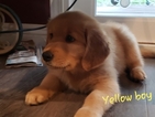Small Photo #9 Golden Retriever Puppy For Sale in FRESNO, CA, USA