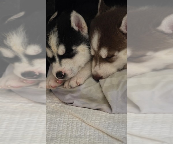 Medium Photo #9 Siberian Husky Puppy For Sale in PORTLAND, OR, USA