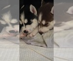 Small #8 Siberian Husky
