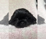 Puppy Storm Shih Tzu