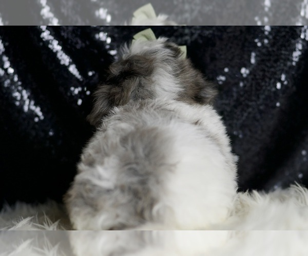 Medium Photo #7 Maltipoo Puppy For Sale in WARSAW, IN, USA