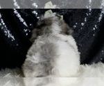 Small #6 Maltipoo