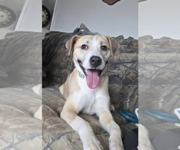 Medium Photo #1 Labsky Puppy For Sale in Macon, MO, USA