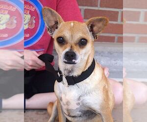 Cami - Female Chihuahua-Unknown Mix Dog for Adoption - Photo #3