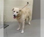 Small Labrador Retriever Mix