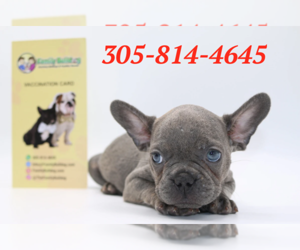 Medium Photo #1 French Bulldog Puppy For Sale in ALPHARETTA, GA, USA