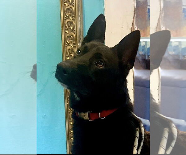 Medium Photo #3 Mutt Puppy For Sale in Rockaway, NJ, USA