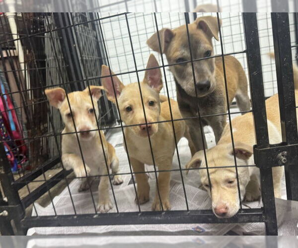 Medium Photo #2 Chi-Corgi Puppy For Sale in Mukwonago, WI, USA