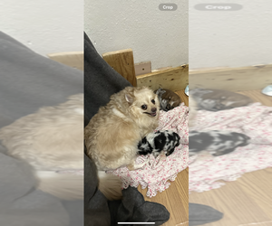 Mother of the Pomeranian puppies born on 03/06/2025