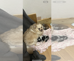 Small Photo #1 Pomeranian Puppy For Sale in PORTLAND, OR, USA