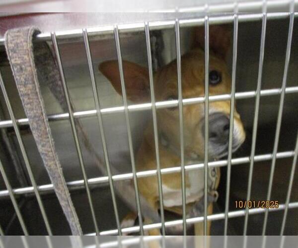 Medium Photo #1 American Pit Bull Terrier-Unknown Mix Puppy For Sale in Oklahoma City, OK, USA