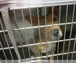 Small American Pit Bull Terrier Mix