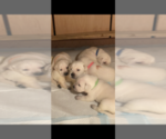Small Photo #11 Labrador Retriever Puppy For Sale in MOSES LAKE, WA, USA