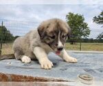 Small Photo #3 Anatolian Shepherd Puppy For Sale in COMMERCE, TX, USA