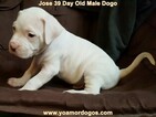 Small Photo #255 Dogo Argentino Puppy For Sale in JANE, MO, USA