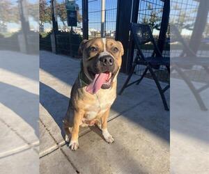 Mastiff-Unknown Mix Dogs for adoption in Elk Grove, CA, USA