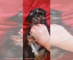 Small Photo #59 Yorkshire Terrier Puppy For Sale in AKRON, OH, USA