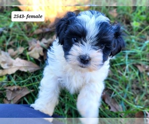 Zuchon Puppy for sale in MANES, MO, USA