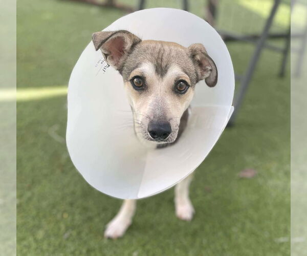 Medium Photo #1 Chihuahua-Unknown Mix Puppy For Sale in Tempe , AZ, USA