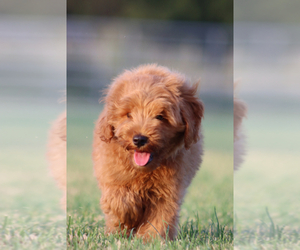 Goldendoodle Puppy for sale in ITASCA, TX, USA