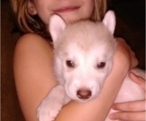 Wolf Hybrid Puppy for sale in LA PORTE, MN, USA