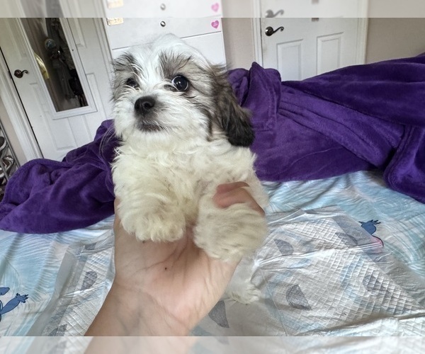 Medium Photo #7 Zuchon Puppy For Sale in HOMESTEAD, FL, USA
