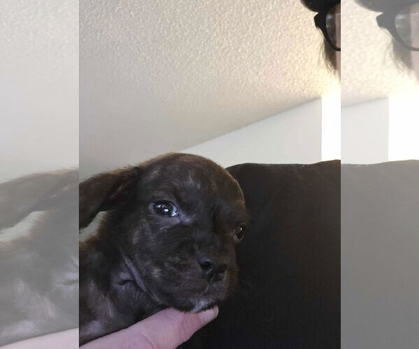 Medium Photo #1 Pom-A-Pug Puppy For Sale in Arlington, WA, USA