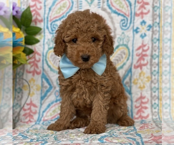 Medium Photo #5 Poodle (Toy) Puppy For Sale in LANCASTER, PA, USA