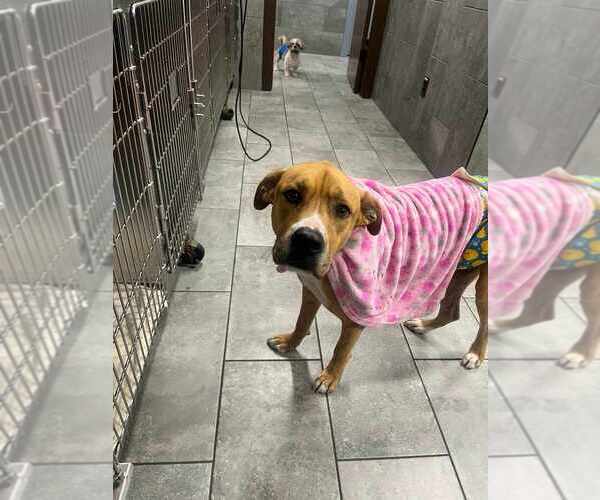 Medium Photo #3 Mutt Puppy For Sale in New York, NY, USA