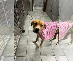 Toby Bean (TX) - Male Mutt Dog for Adoption - Photo #3