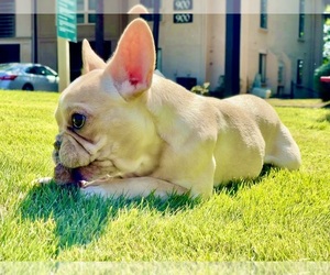 French Bulldog Puppy for sale in ATLANTA, GA, USA
