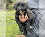 Small Photo #7 Aussiedoodle Puppy For Sale in BATTLE GROUND, WA, USA